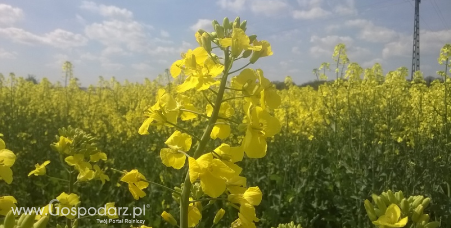 Ceny rzepaku i produktów jego przerobu (13.05.2018)