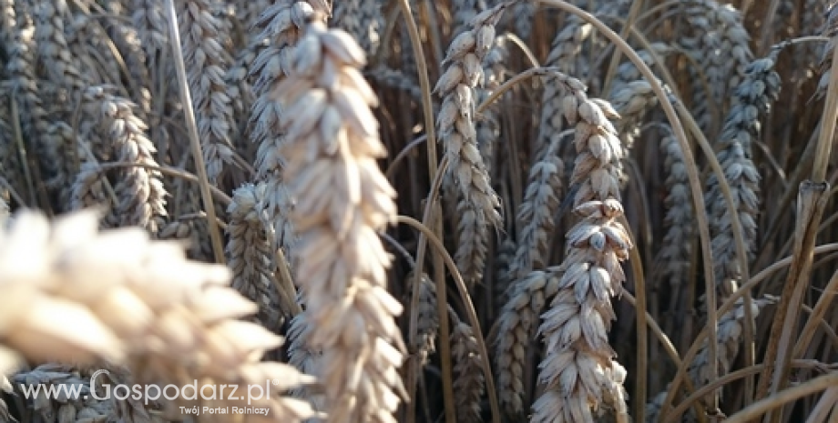 W nowym sezonie zmniejszy się produkcja i eksport ukraińskich zbóż