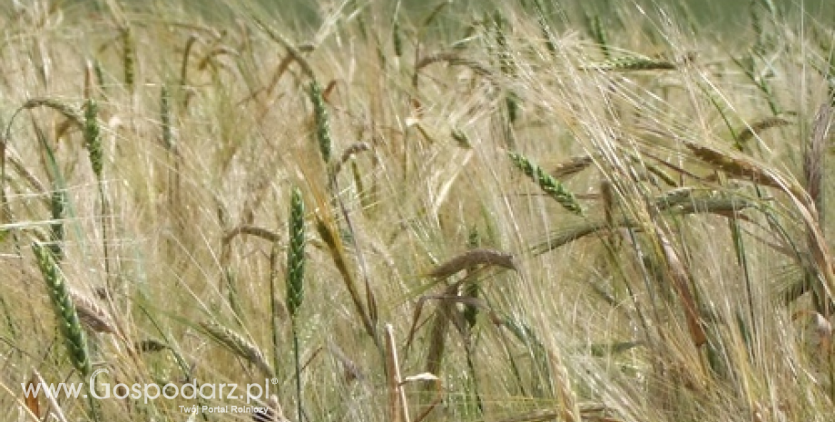 Produkcja zbożowa w sezonie 2013/2014