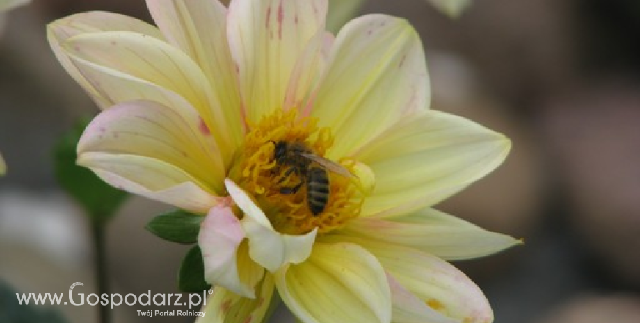 W każdej sekundzie w Polsce ginie ponad 100 pszczół