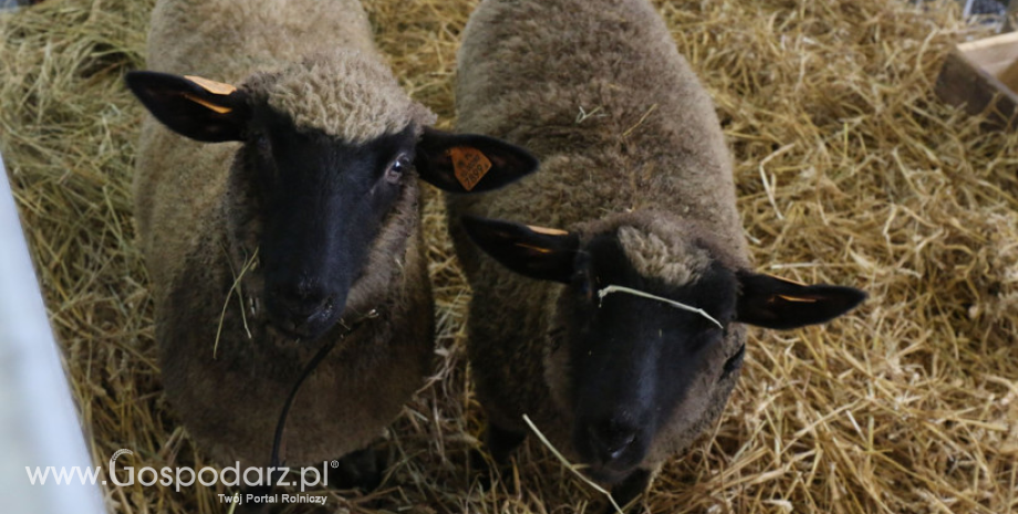 O 13% wzrosło pogłowie owiec w Polsce