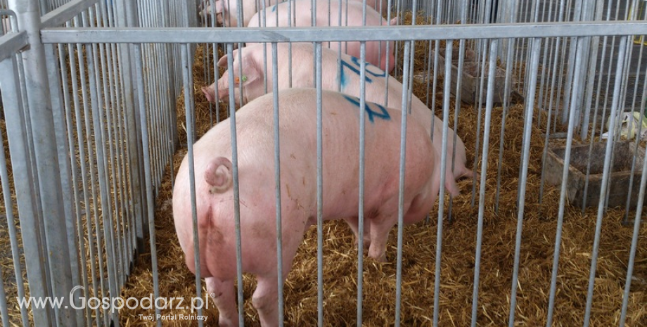 Ceny skupu świń rzeźnych (22.05.2022)