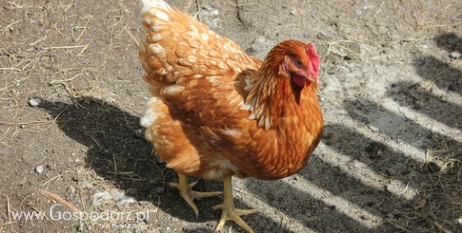 Ogniska wysoce zjadliwej grypy ptaków podtypu H5N8 w Holandii oraz podtypu H5 w Wielkiej Brytanii