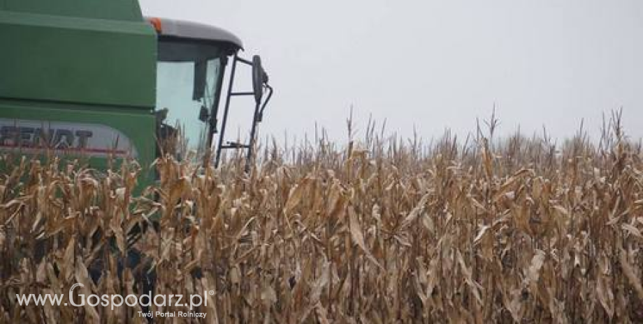 Pomimo dużego spadku światowe zbiory kukurydzy w sezonie 2015/16 będą trzecimi w historii