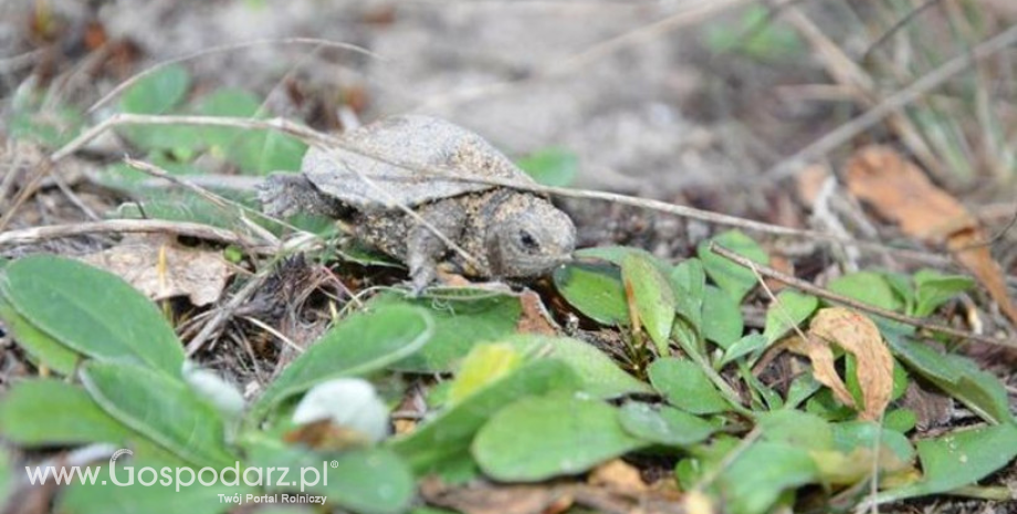 Jak wyglądają stawiane pierwsze kroki przez żółwia...