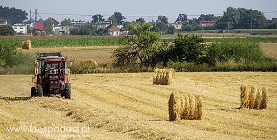 W 2014 roku zbiory zbóż w Polsce wyniosły 31,9 mln ton