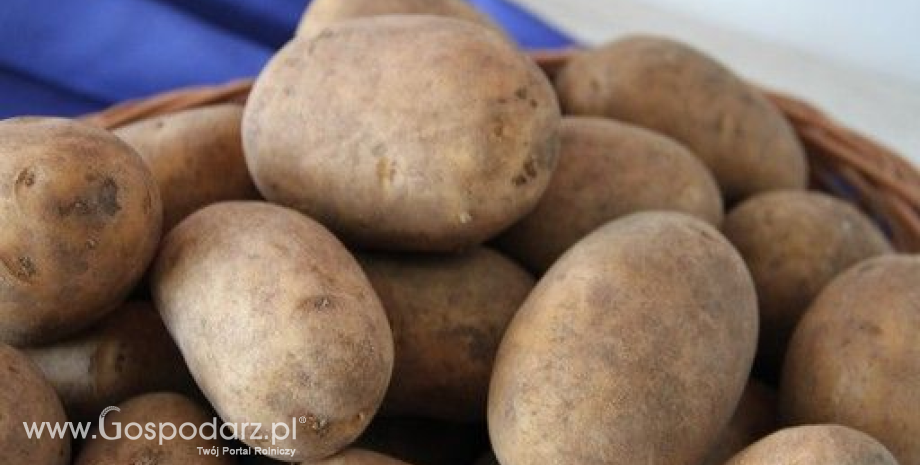 W. Dzwonkowski: Ceny ziemniaków w obrocie hurtowym o ok. 80% wyższe niż przed rokiem