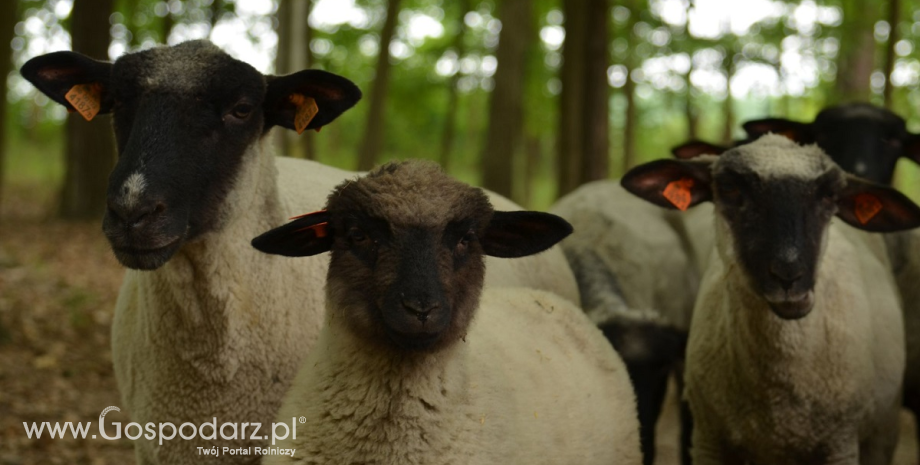 Owce i leśnicy dla ochrony przyrody