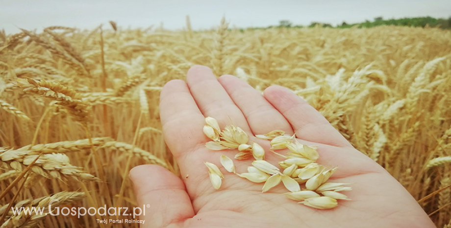 Skup zbóż według GUS