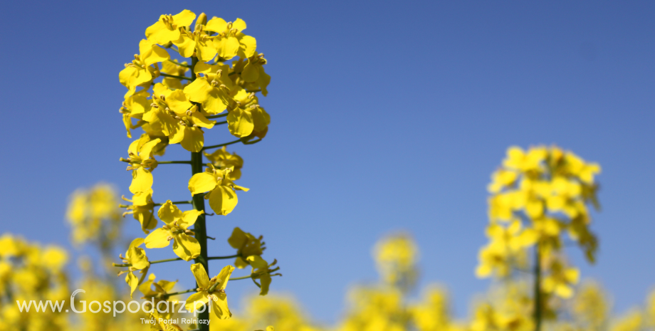 UE odpowiada za produkcję jedynie 6% nasion oleistych na świecie