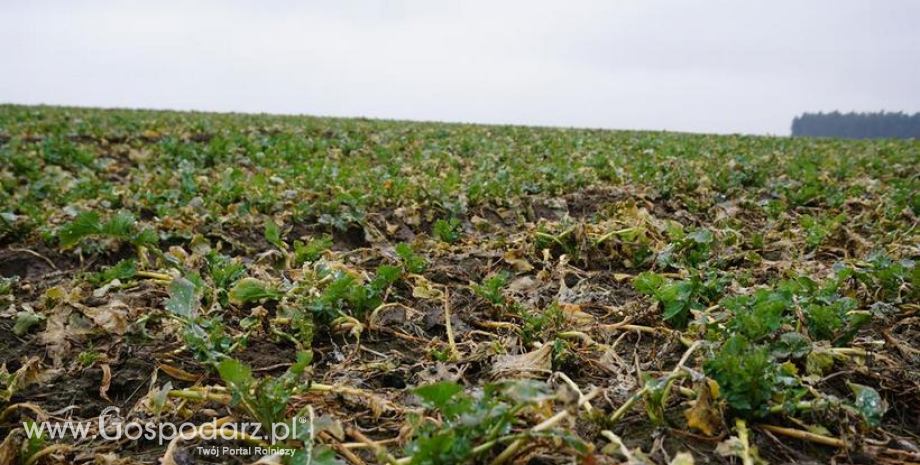 Preferencyjne kredyty dla rolników dotkniętych przez straty zimowe