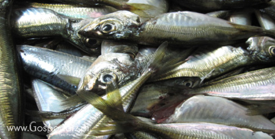 Połowy i przetwórstwo ryb bałtyckich (I-VIII 2013)