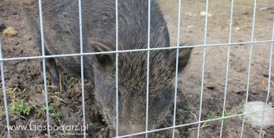 Pięćdziesiąty pierwszy i pięćdziesiąty drugi przypadek ASF u dzików w Polsce