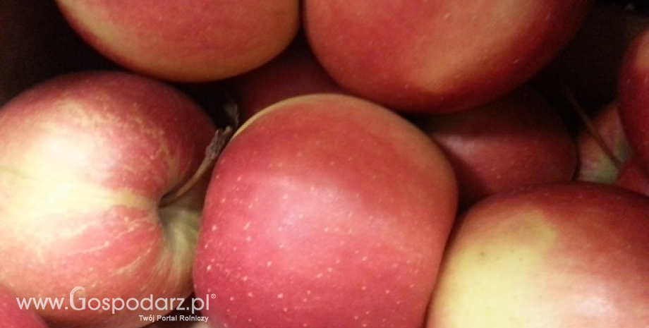 Zapasy jabłek w UE na poziomie 4,4 mln ton, w Polsce zmagazynowano 1,3 mln ton