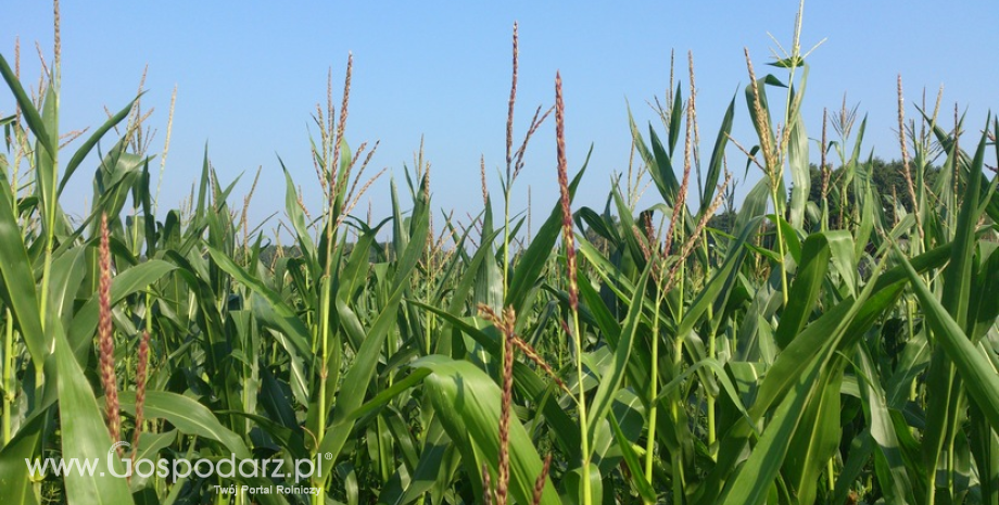 Ukraina wyeksportowała w sierpniu 4,5 mln ton towarów rolnych