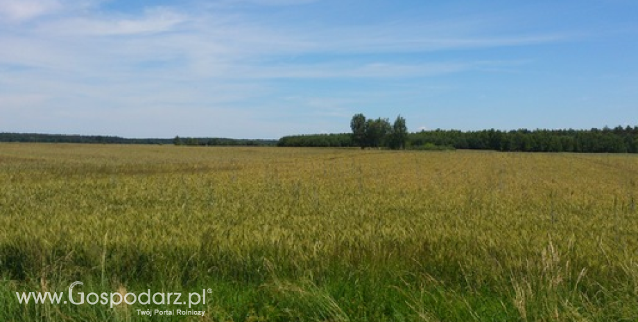 Podsumowanie tygodnia na giełdowym rynku zbóż (6-10.06.2016)