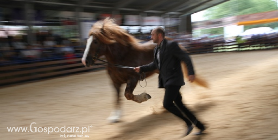 Superczempiony, czempiony i wiceczempiony koni XXI Regionalnej Wystawy Zwierząt Hodowlanych w Szepietowie