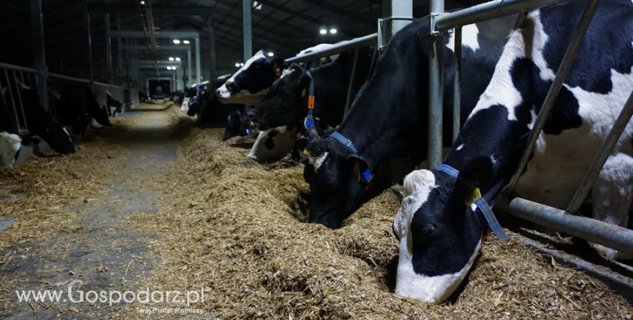 Od początku roku wzrosły koszty produkcji mleka