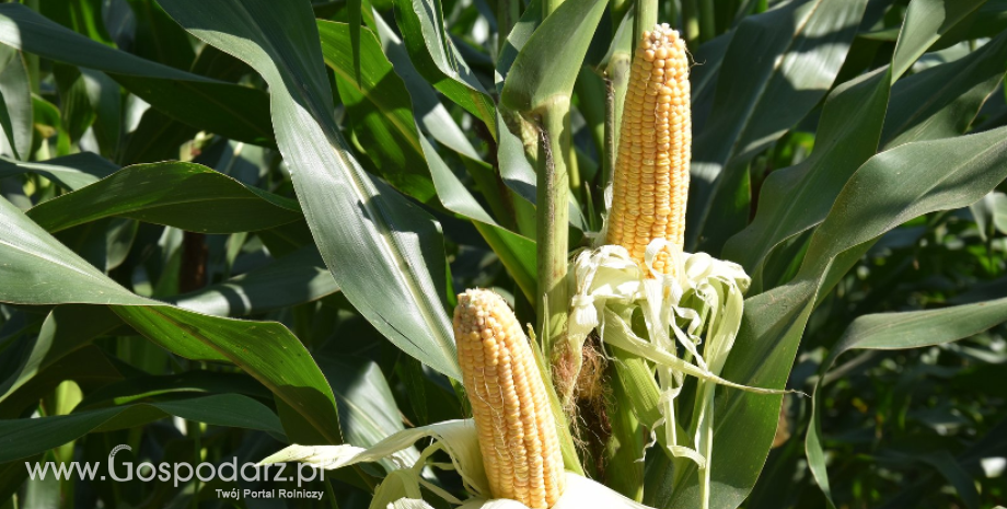 Handel zagraniczny kukurydzą