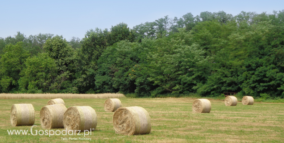 Unijni producenci za nowym planem działania dla rolnictwa ekologicznego