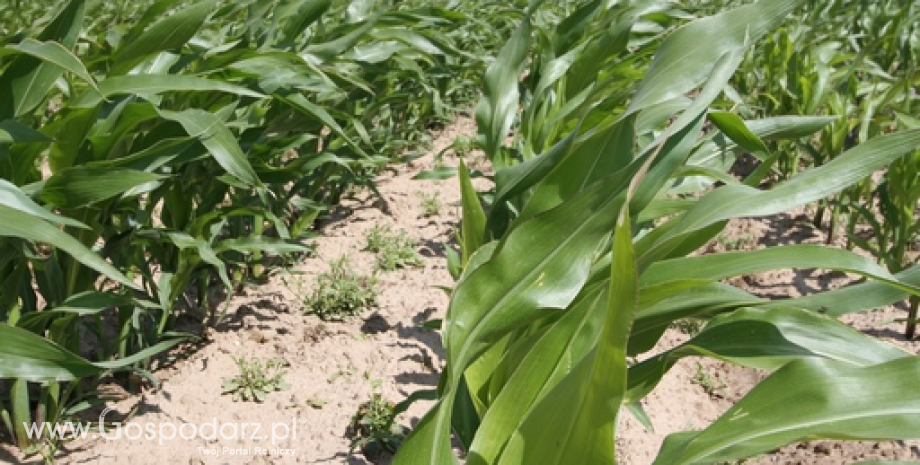 Dobra kondycja upraw kukurydzy w USA