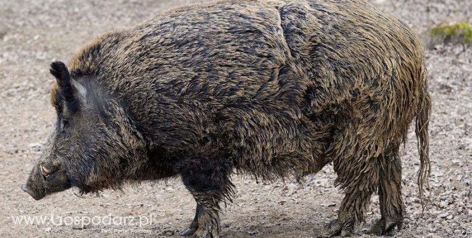 Kolejne 33 przypadki afrykańskiego pomoru świń (ASF) u dzików