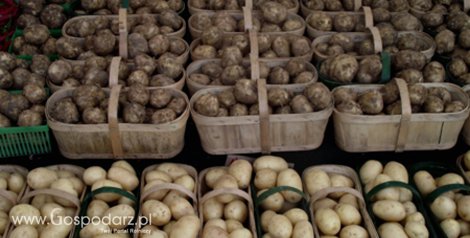 Ceny ziemniaków wyraźnie wyższe niż przed rokiem