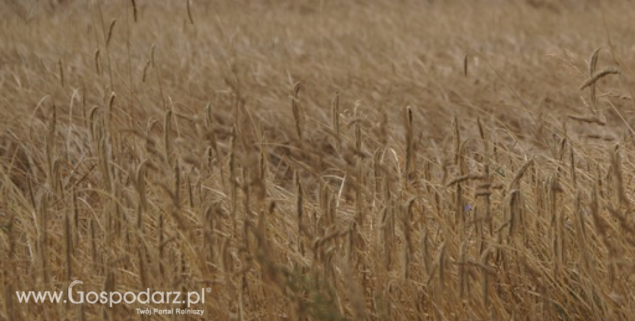 Spadki notowań zbóż i oleistych (1.09.2014)