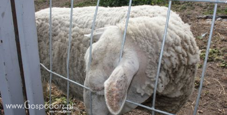 Wzrost produkcji wieprzowiny, wołowiny i jagnięciny w Wielkiej Brytanii