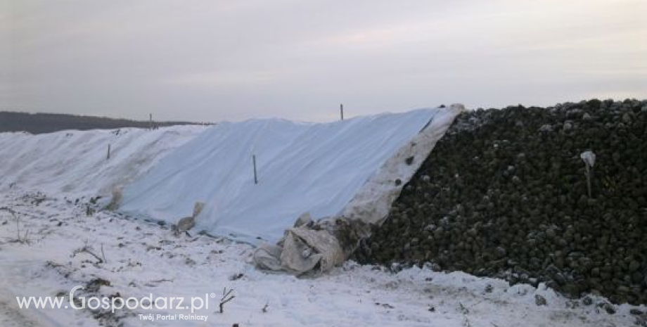 Przechowalnictwo buraków czas zacząć...