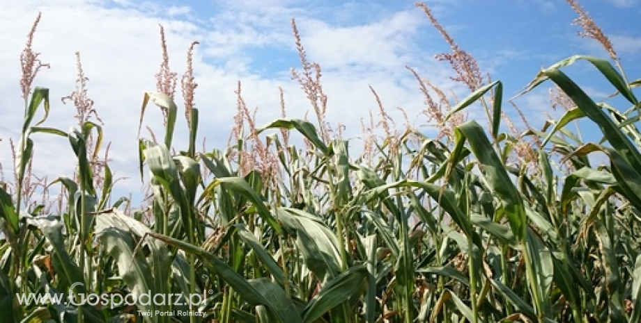 Zbiory zbóż na Ukrainie. Więcej kukurydzy, mniej pszenicy