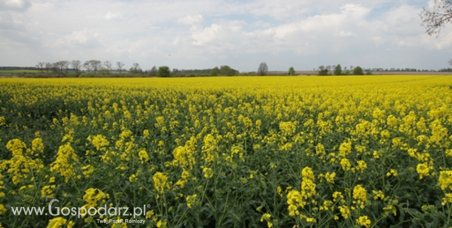 Polski handel zagraniczny nasionami roślin oleistych i produktami przetwórstwa