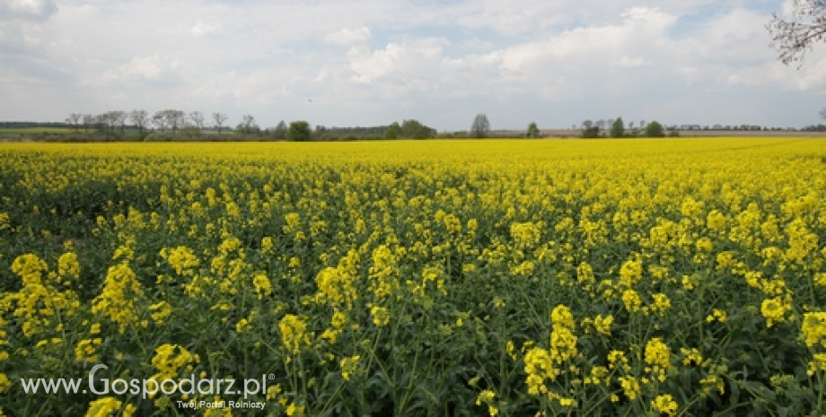 Ceny rzepaku, śruty, oleju i makuchu. Rzepak znów nieznacznie drożeje