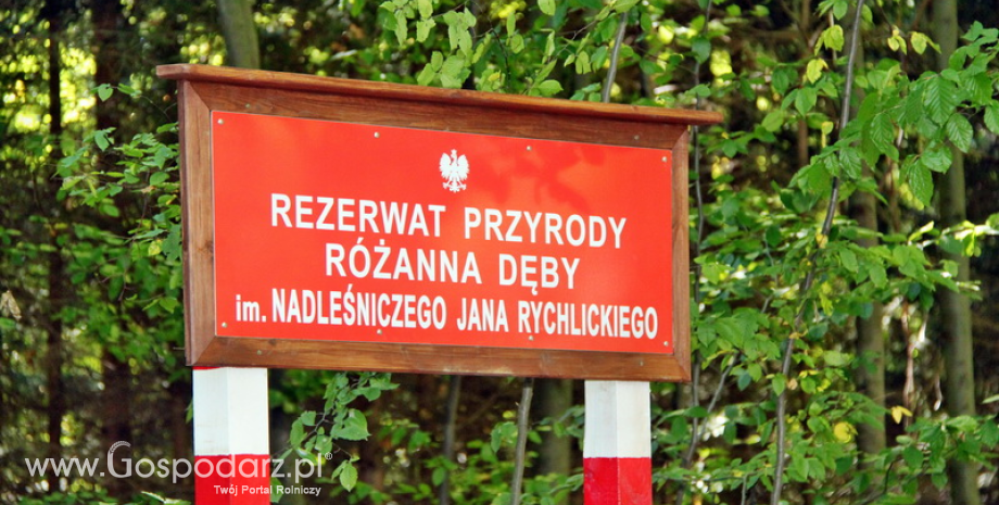 Rezerwat im. Nadleśniczego Jana Rychlickiego