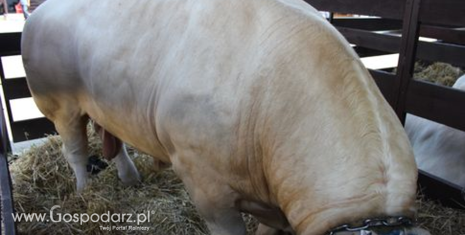 Skup żywca rzeźnego w Polsce w maju 2013 roku (ujęcie ilościowe)