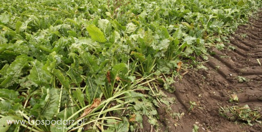 Plantacjom buraka zagraża mszyca burakowa