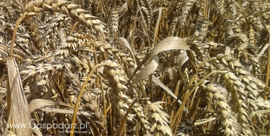 Zapasy końcowe zbóż na świecie powyżej 570 mln ton