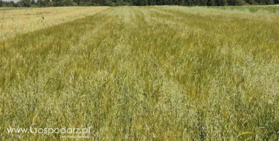 Kontrakty na zboża odbiły lekko w górę podczas wtorkowej sesji (31.07.2013)