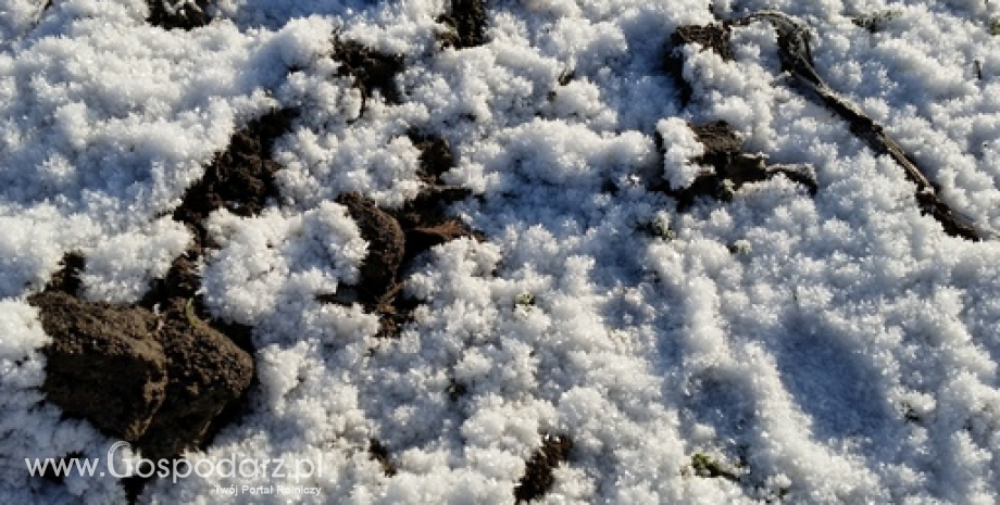 IUNG: Skutki zimy widoczne na polach