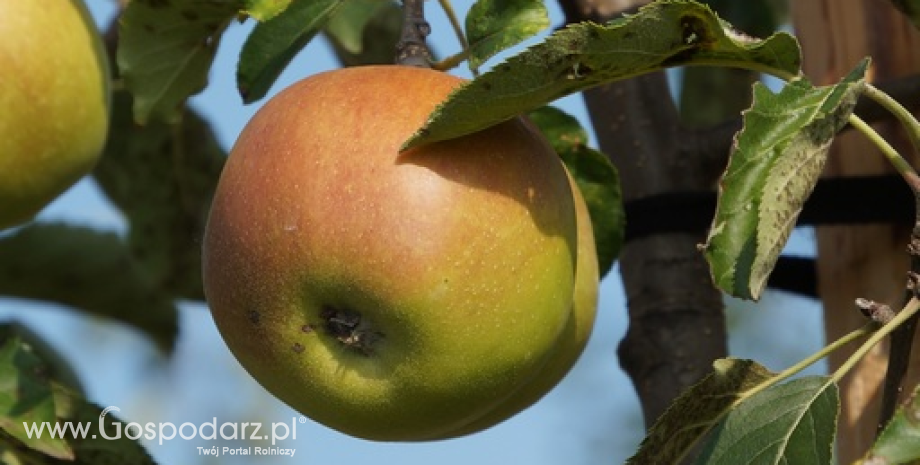 Ukraina redukuje import jabłek