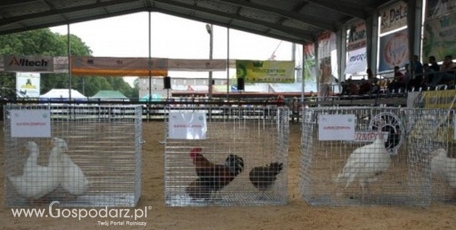 Superczempiony, czempiony i wiceczempiony drobiu hodowlanego XXI Regionalnej Wystawy Zwierząt Hodowlanych w Szepietowie