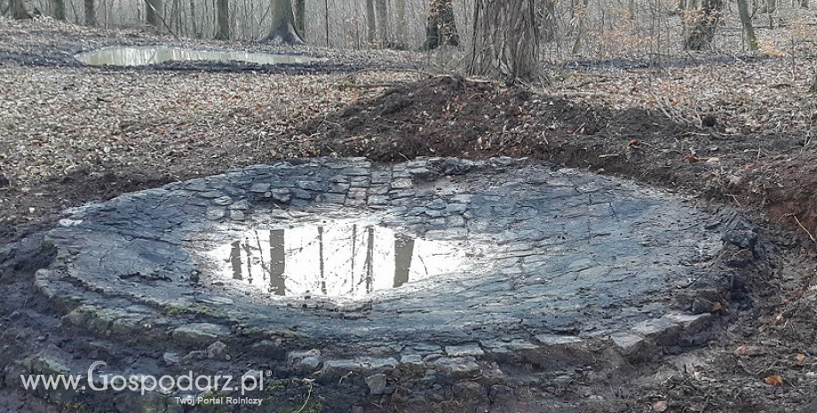 Tajemnica kręgów w Nadleśnictwie Lidzbark
