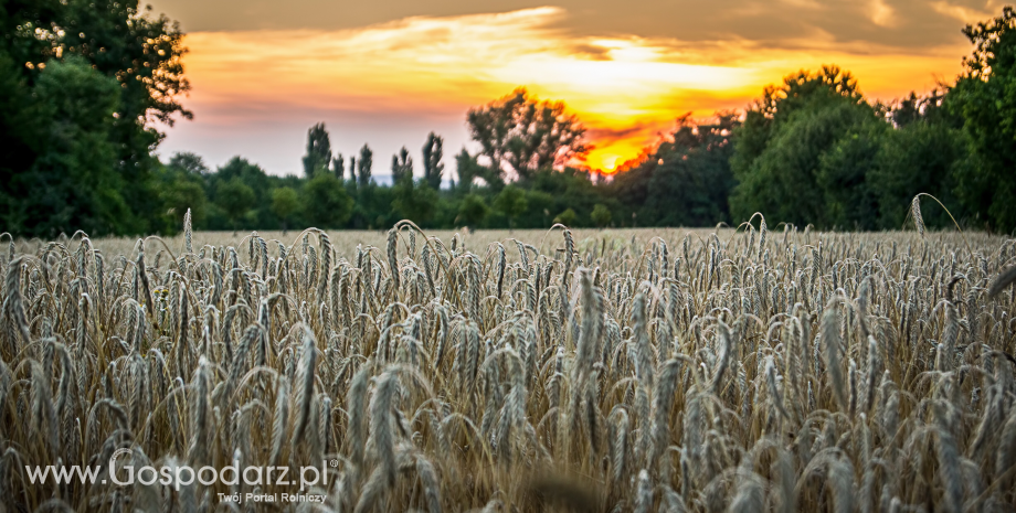 Mniejszy import i wyższe ceny poprawiają nasz bilans w międzynarodowym handlu zbożem