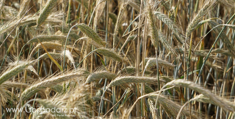 Ukraina zwiększa dostawy zbóż na światowy rynek