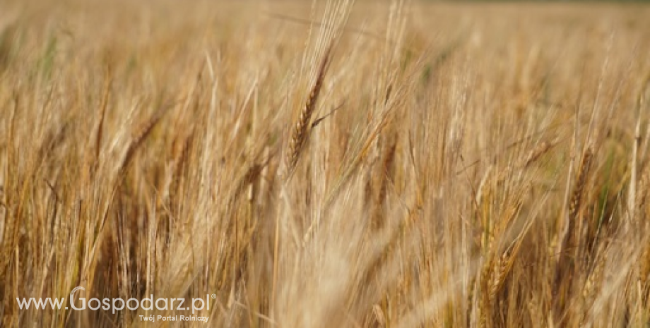 Grudzień rozpoczął się wzrostami cen na rynku zbóż, choć pszenica i kukurydza potaniały