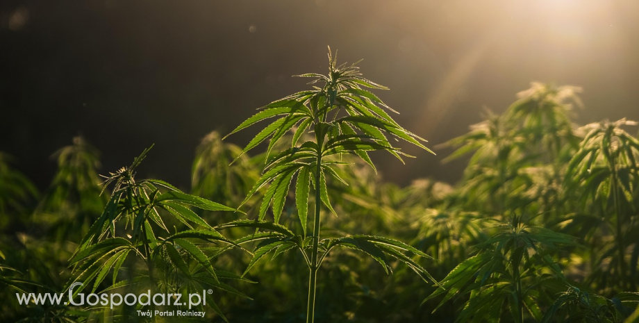 Zastosowanie konopi włóknistych