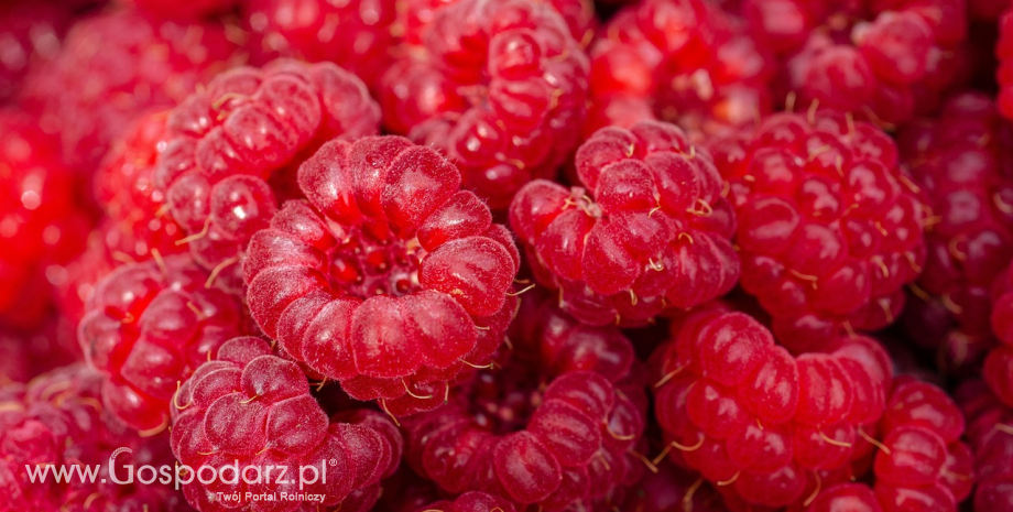 Obroty handlu zagranicznego malinami