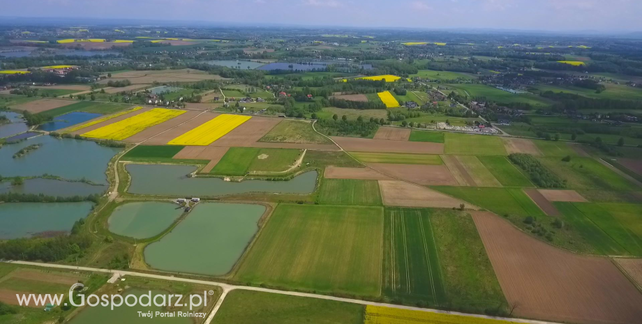 Wyniki kontroli jakości zbóż i rzepaku z uwzględnieniem tych pochodzących z obszarów objętych klęską powodzi