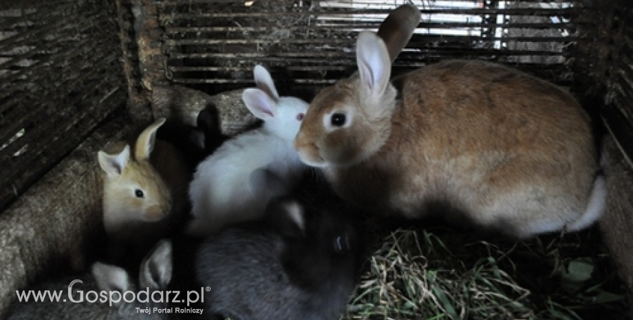 Ekonomiczne aspekty ekologicznej hodowli królików [wywiad]