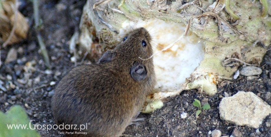 Uwaga! Groźne zatrucia fumigantami